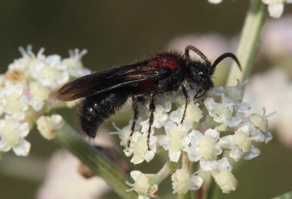 Mutilla europaea Linnaeus, 1758