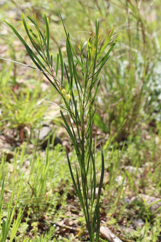 Mimosa à feuilles de Saule Acacia saligna (Labill.) H.L.Wendl., 1820