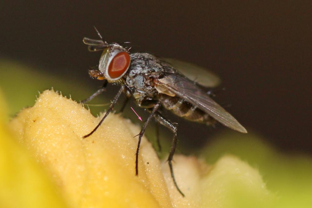 Clausicella suturata Rondani, 1859
