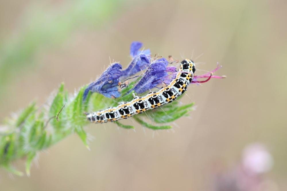 Ethmia bipunctella (Fabricius, 1775)
