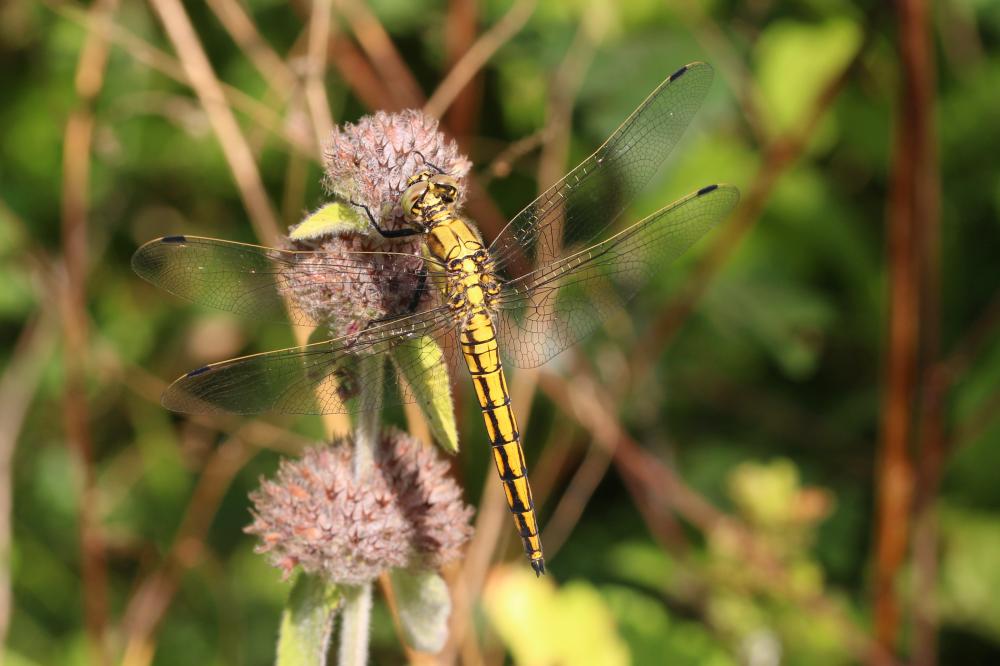 Orthétrum réticulé (L') Orthetrum cancellatum (Linnaeus, 1758)