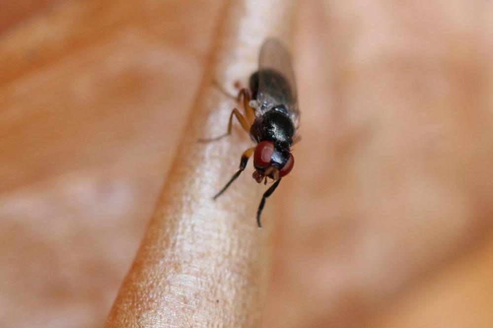 Protopiophila latipes (Meigen, 1838)