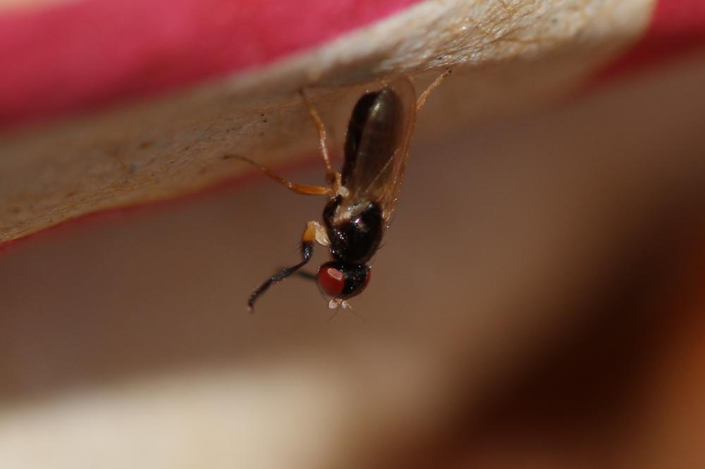 Protopiophila latipes (Meigen, 1838)