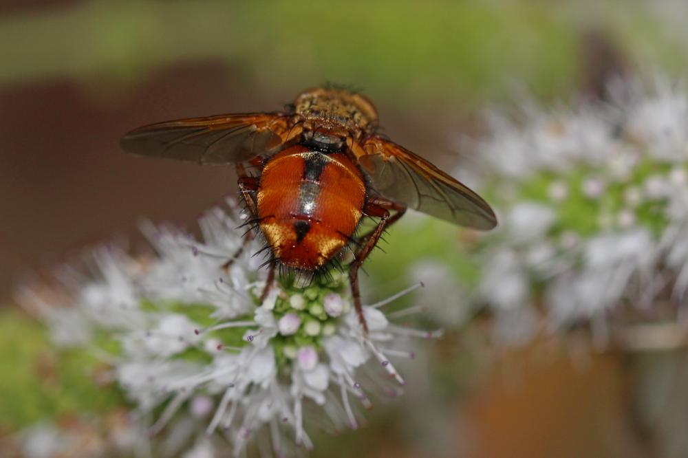Tachina fera (Linnaeus, 1760)