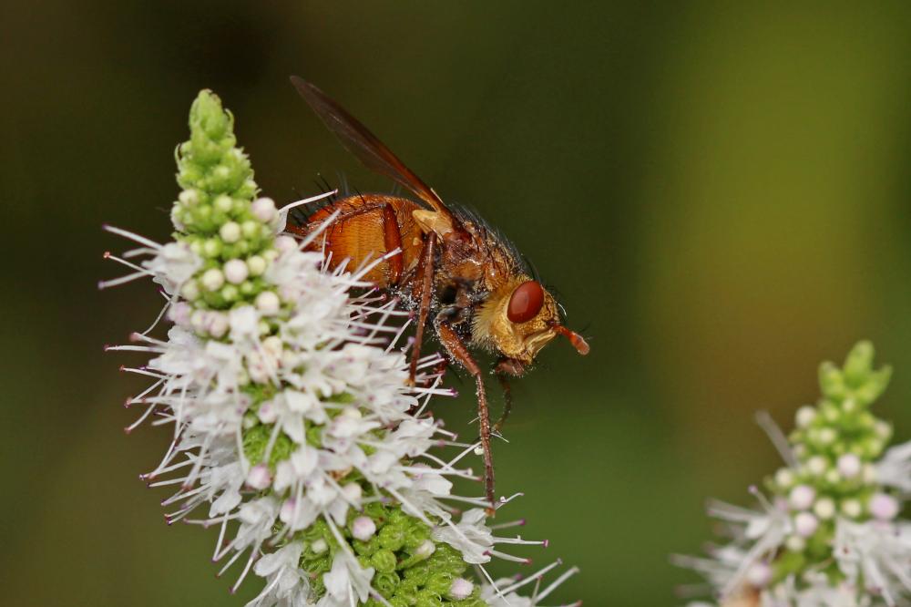 Tachina fera (Linnaeus, 1760)