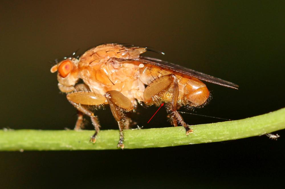  Suillia gigantea (Meigen, 1830)