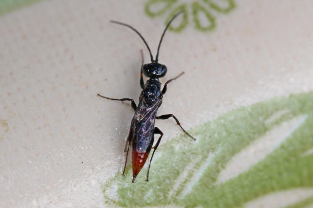 Dolichurus haemorrhous A. Costa, 1886