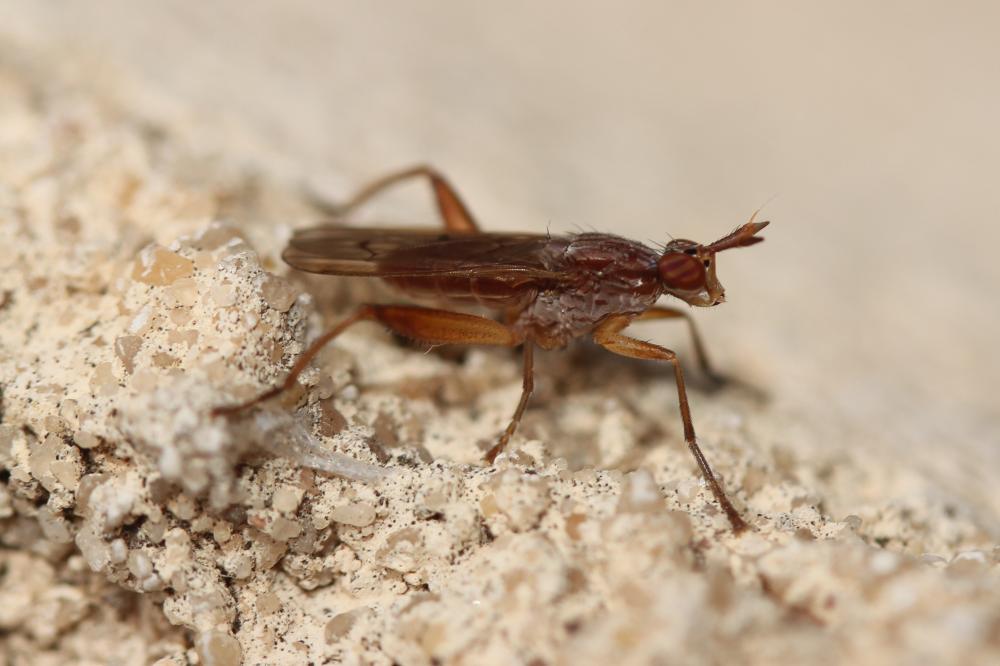  Sepedon spinipes (Scopoli, 1763)