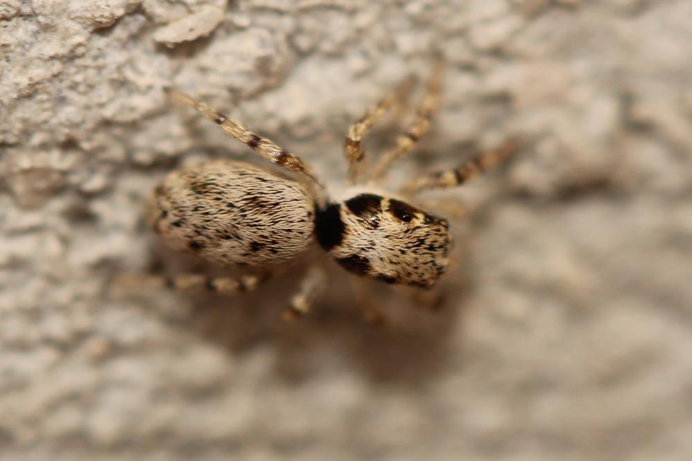  Salticus mutabilis Lucas, 1846