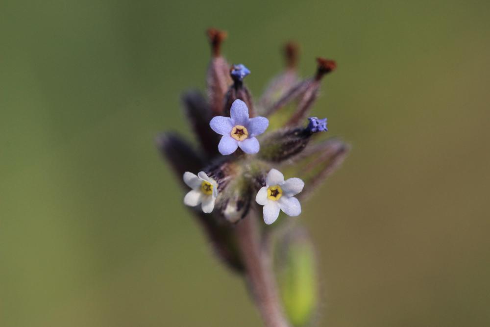 Myosotis douteux Myosotis discolor subsp. dubia (Arrond.) Blaise, 1972