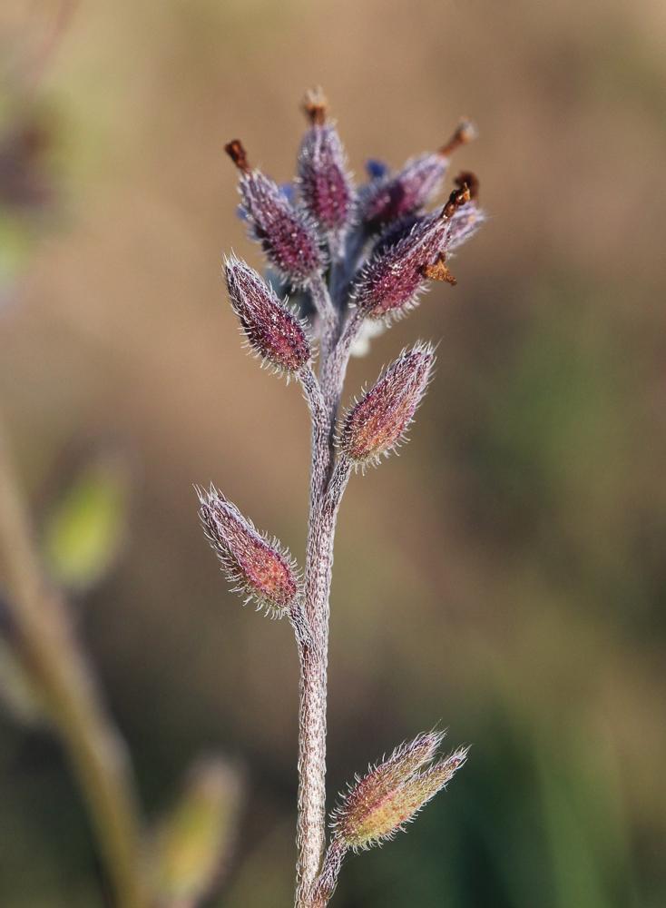 Myosotis douteux Myosotis discolor subsp. dubia (Arrond.) Blaise, 1972