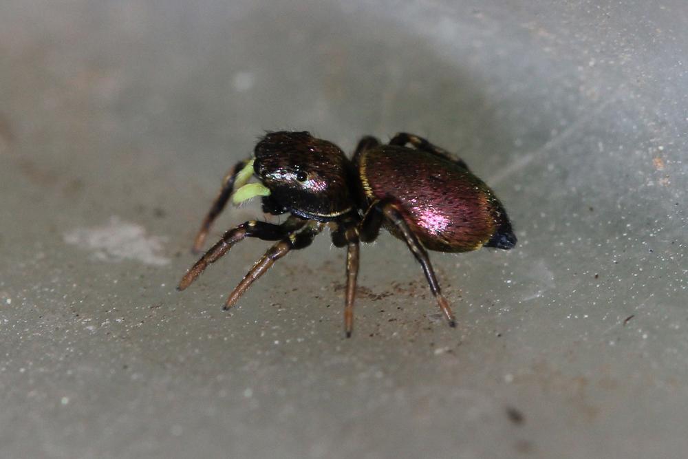  Heliophanus auratus C.L. Koch, 1835