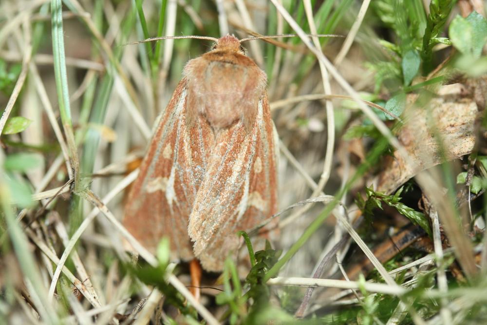 Noctuelle du gramen (La) Cerapteryx graminis (Linnaeus, 1758)