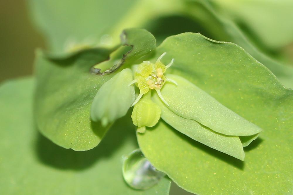 Euphorbe omblette, Essule ronde Euphorbia peplus L., 1753