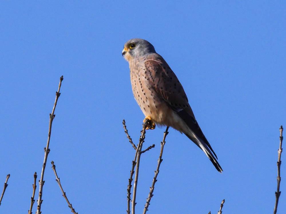 Faucon crécerelle Falco tinnunculus Linnaeus, 1758