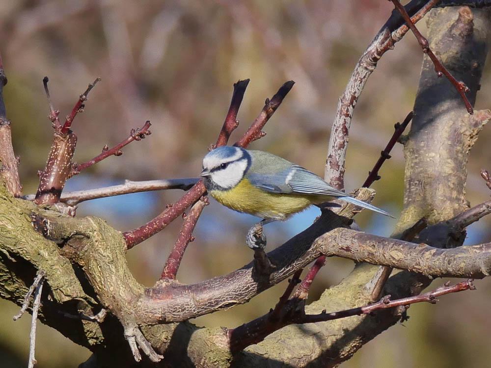 Mésange bleue Cyanistes caeruleus (Linnaeus, 1758)