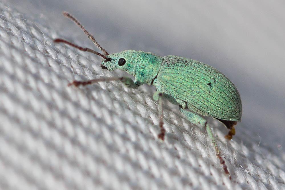  Phyllobius virideaeris (Laicharting, 1781)