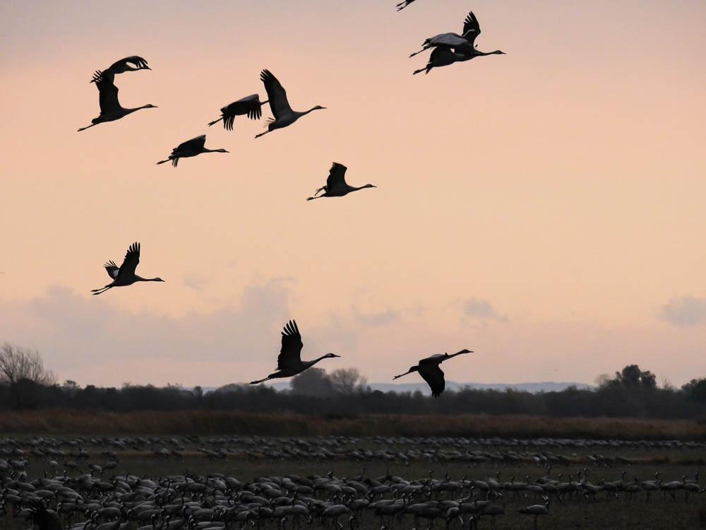 Grue cendrée Grus grus (Linnaeus, 1758)