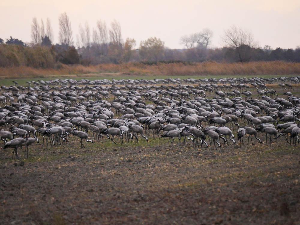 Grue cendrée Grus grus (Linnaeus, 1758)
