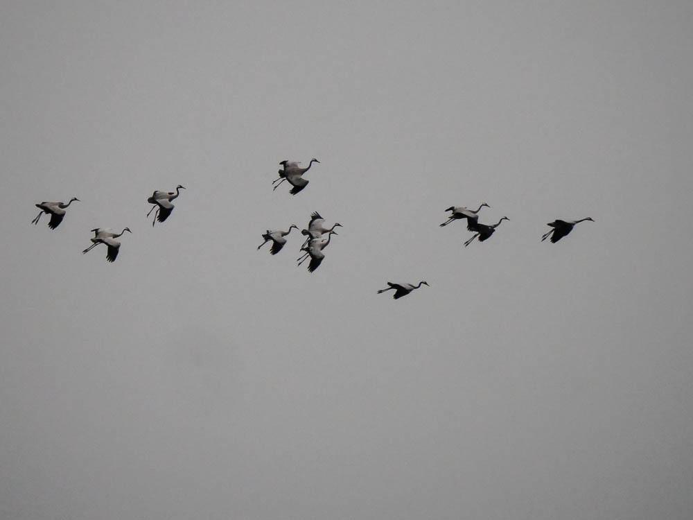 Grue cendrée Grus grus (Linnaeus, 1758)