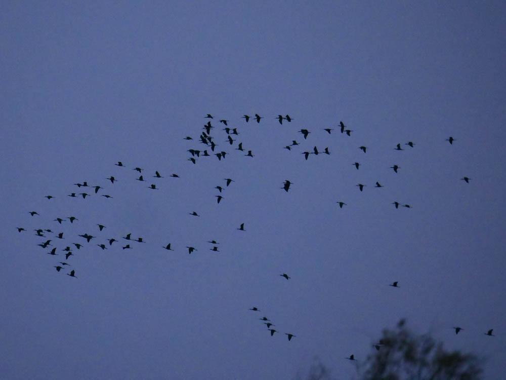 Grue cendrée Grus grus (Linnaeus, 1758)