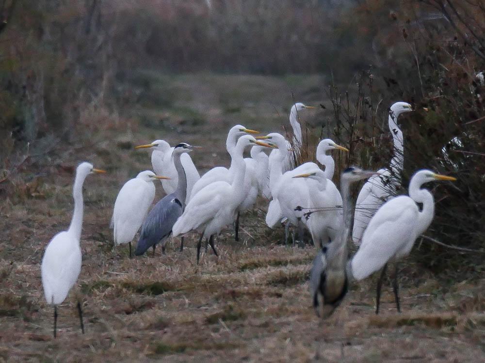 Grande Aigrette Ardea alba Linnaeus, 1758