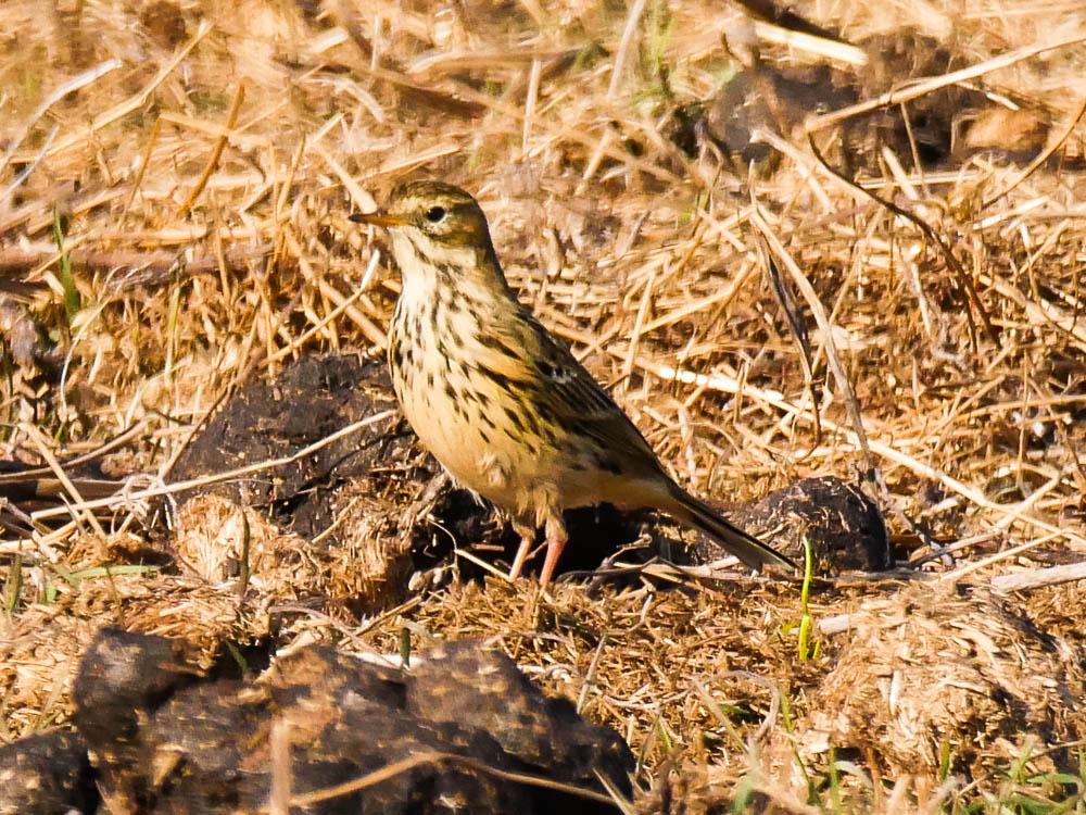 Pipit farlouse Anthus pratensis (Linnaeus, 1758)