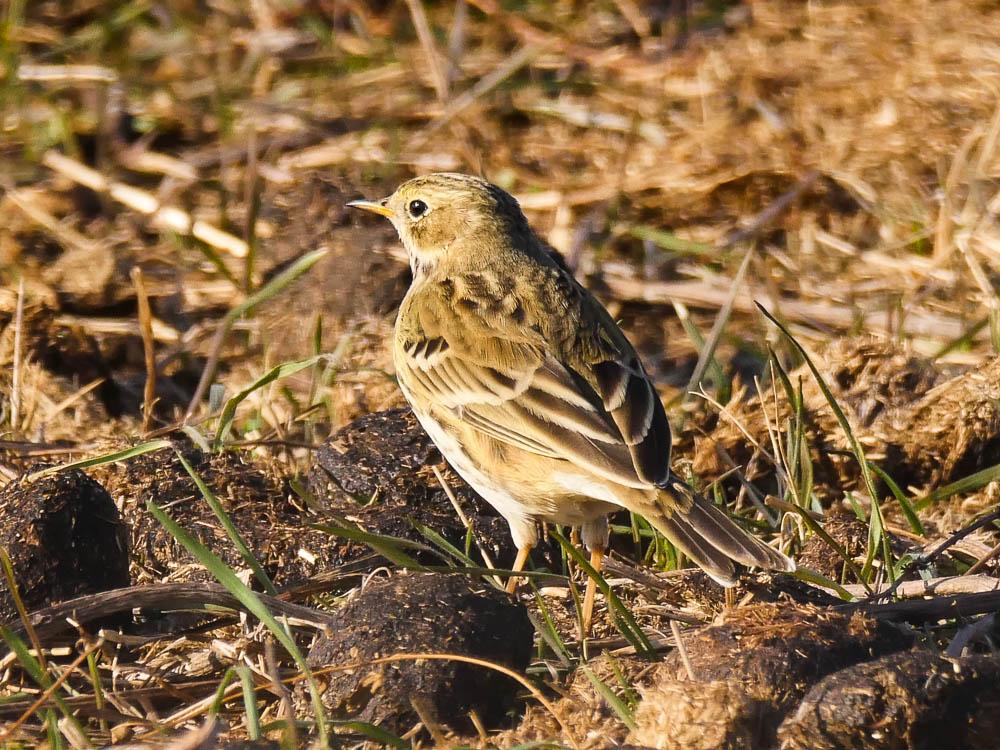 Pipit farlouse Anthus pratensis (Linnaeus, 1758)