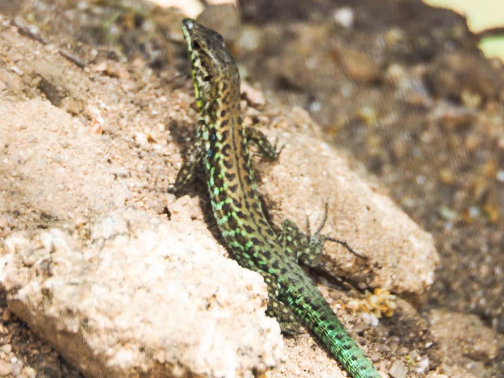 Lézard tyrrhénien Podarcis tiliguerta (Gmelin, 1789)