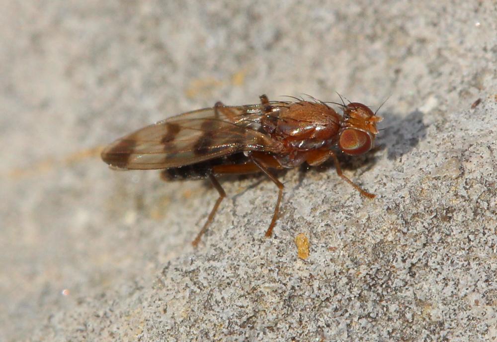 Geomyza tripunctata Fallén, 1823