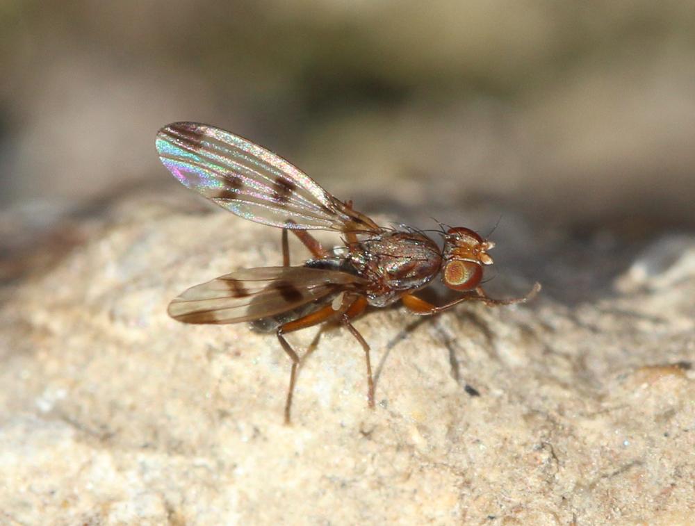 Geomyza tripunctata Fallén, 1823