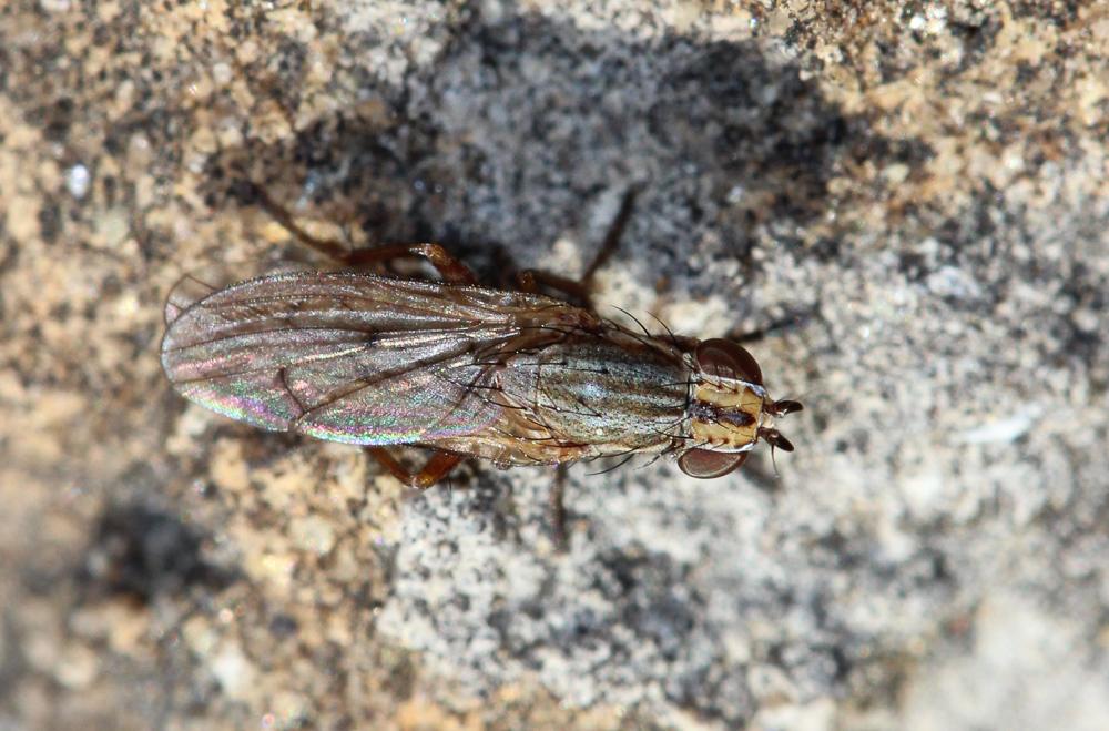  Pherbellia cinerella (Fallén, 1820)