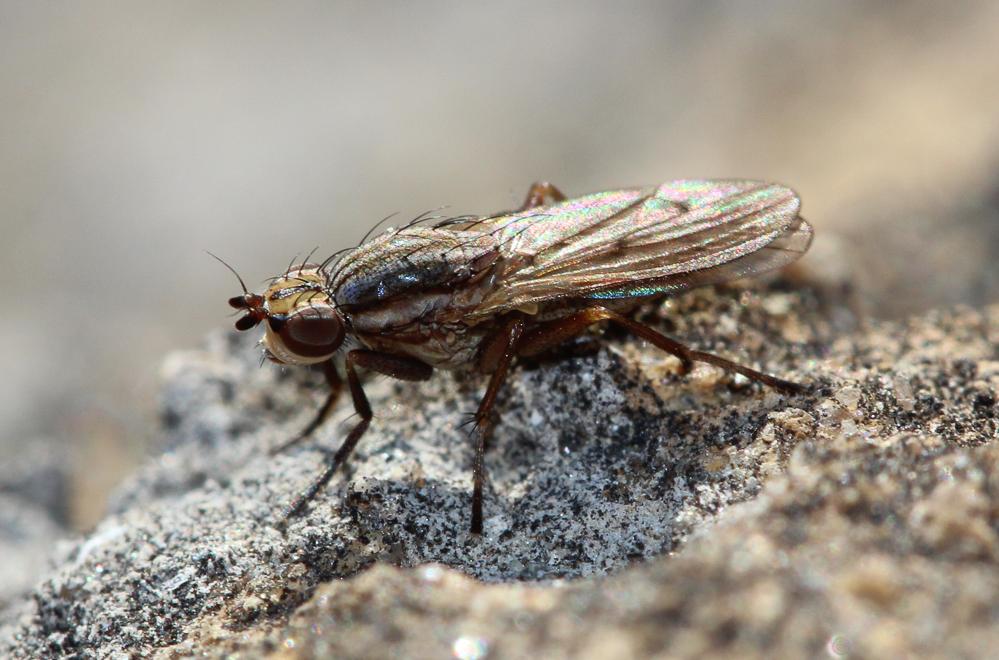  Pherbellia cinerella (Fallén, 1820)
