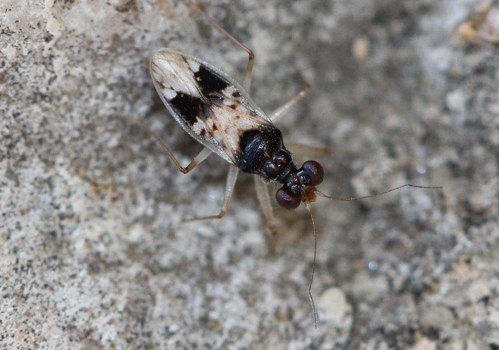Leptopus hispanus Rambur, 1840