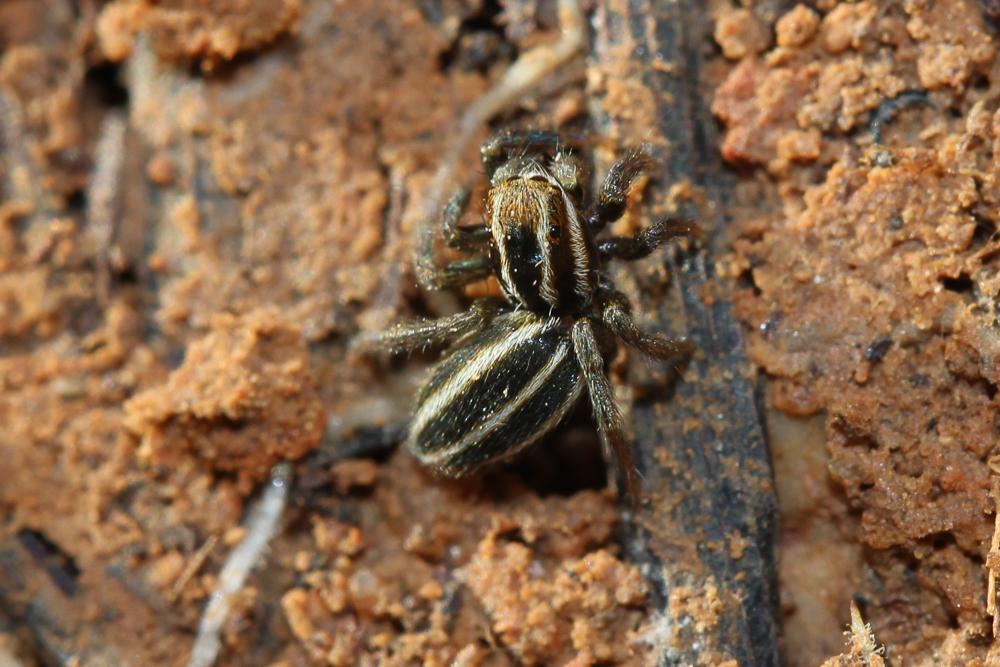  Phlegra bresnieri (Lucas, 1846)