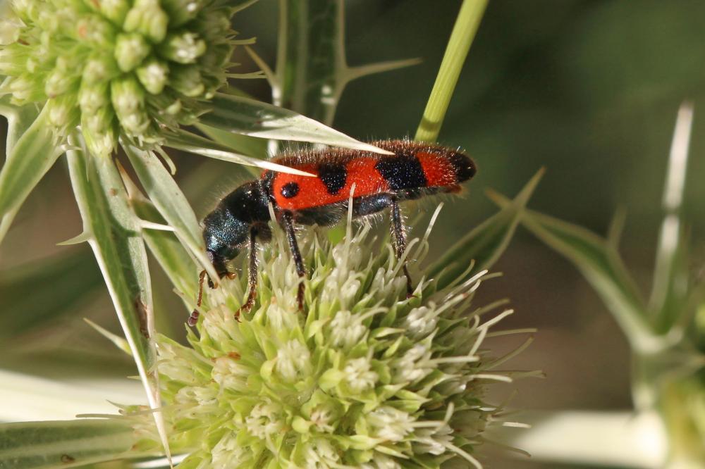 Clairon à épaulettes Trichodes leucopsideus (Olivier, 1795)