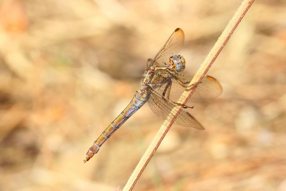 Orthétrum bleuissant (L') Orthetrum coerulescens (Fabricius, 1798)