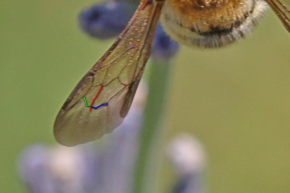  Trachusa integra (Eversmann, 1852)
