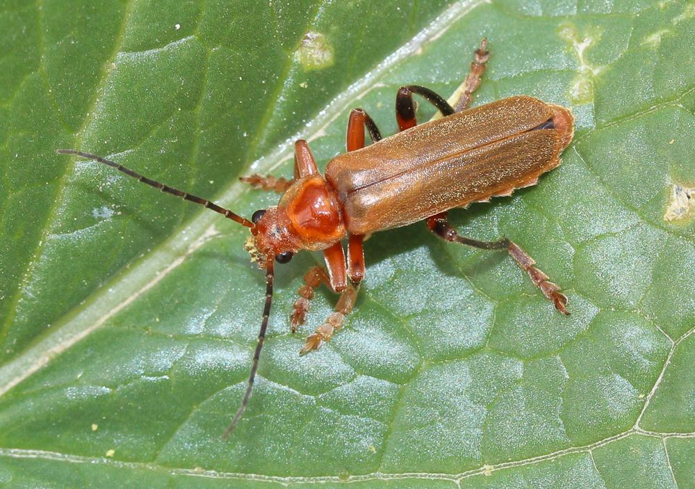  Cantharis livida Linnaeus, 1758