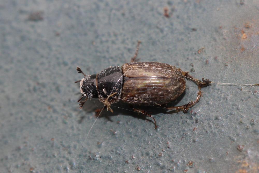  Melinopterus prodromus (Brahm, 1790)