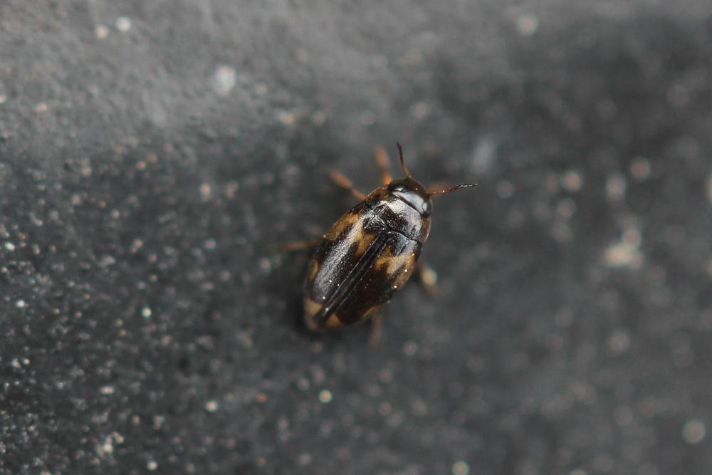  Hydroglyphus geminus (Fabricius, 1792)