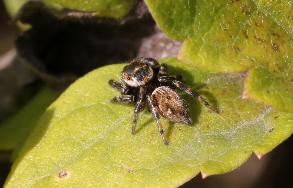  Evarcha jucunda (Lucas, 1846)