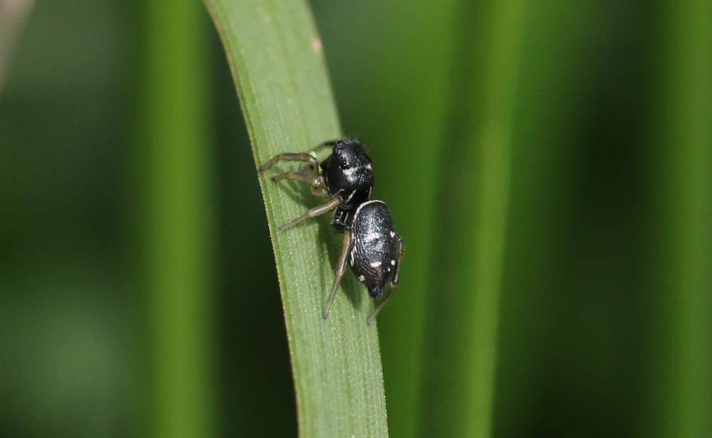  Heliophanus apiatus Simon, 1868