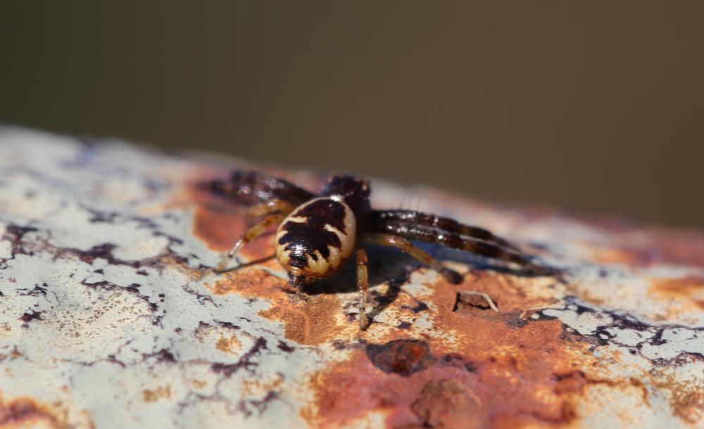 Thomise Napoléon Synema globosum (Fabricius, 1775)