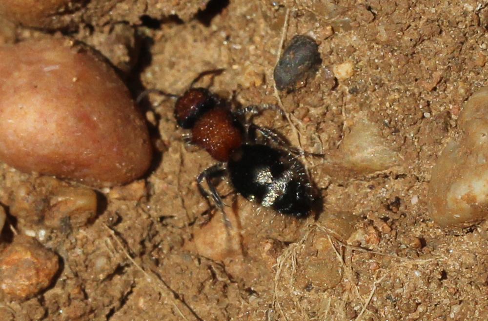  Ronisia brutia (Petagna, 1787)