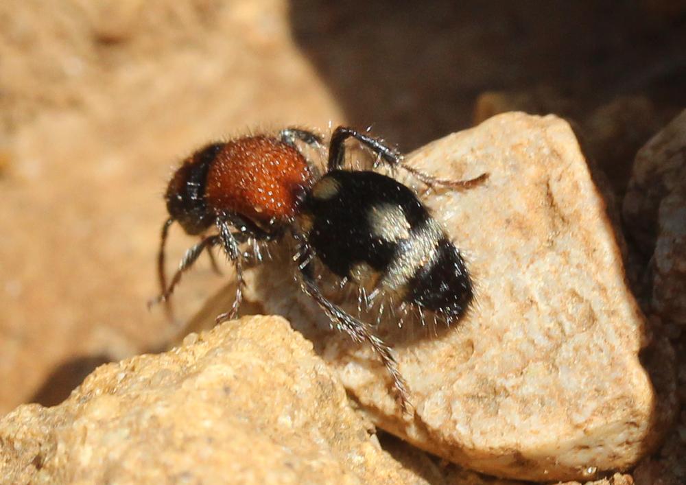 Ronisia brutia (Petagna, 1787)