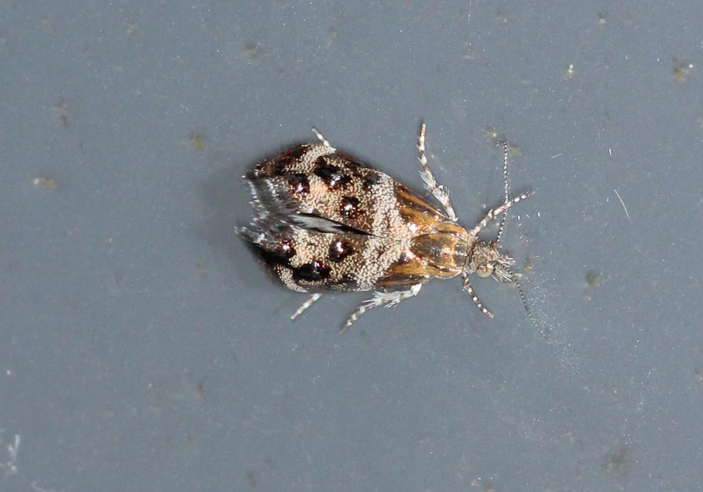 Tebenna micalis (Mann, 1857)