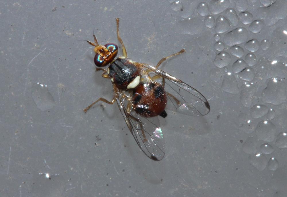 Bactrocera oleae (Rossi, 1790)