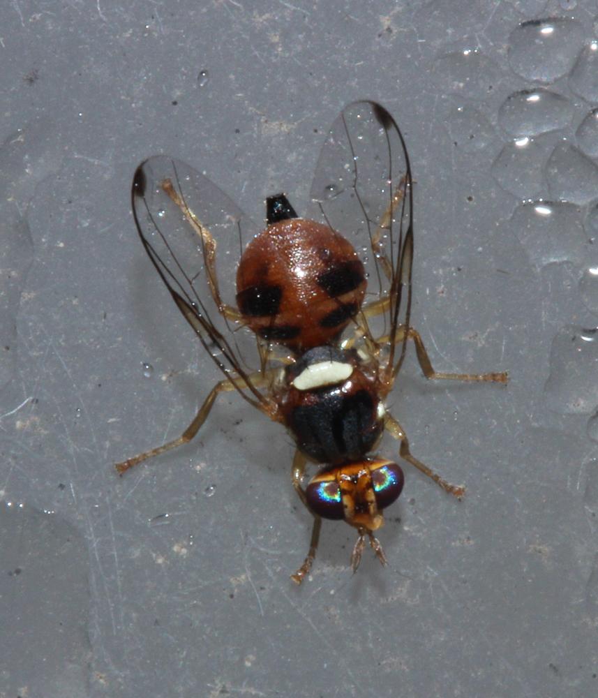Bactrocera oleae (Rossi, 1790)