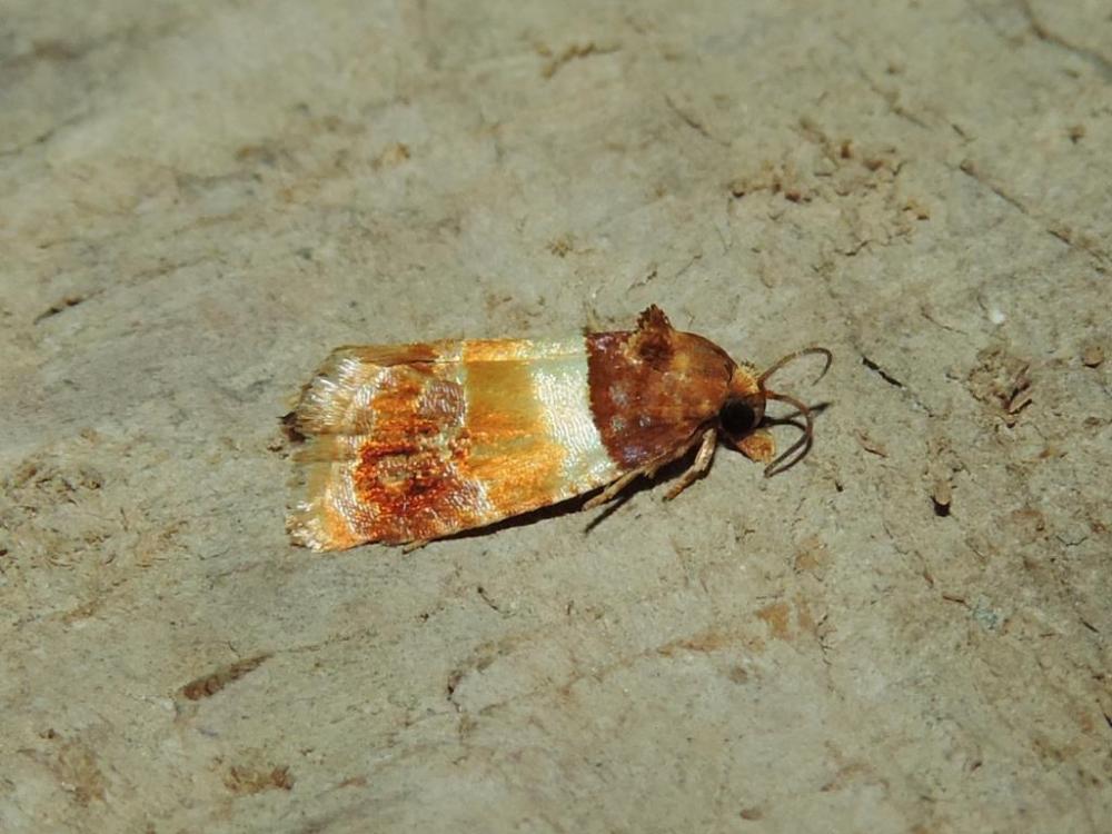 Epinotia festivana (Hübner, 1799)